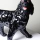 Vintage rum carafe Newfoundland Screech, Newfoundland dog in majolica.