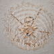 Grapevine chandelier 70