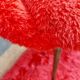 pair of vintage armchairs (red fur)