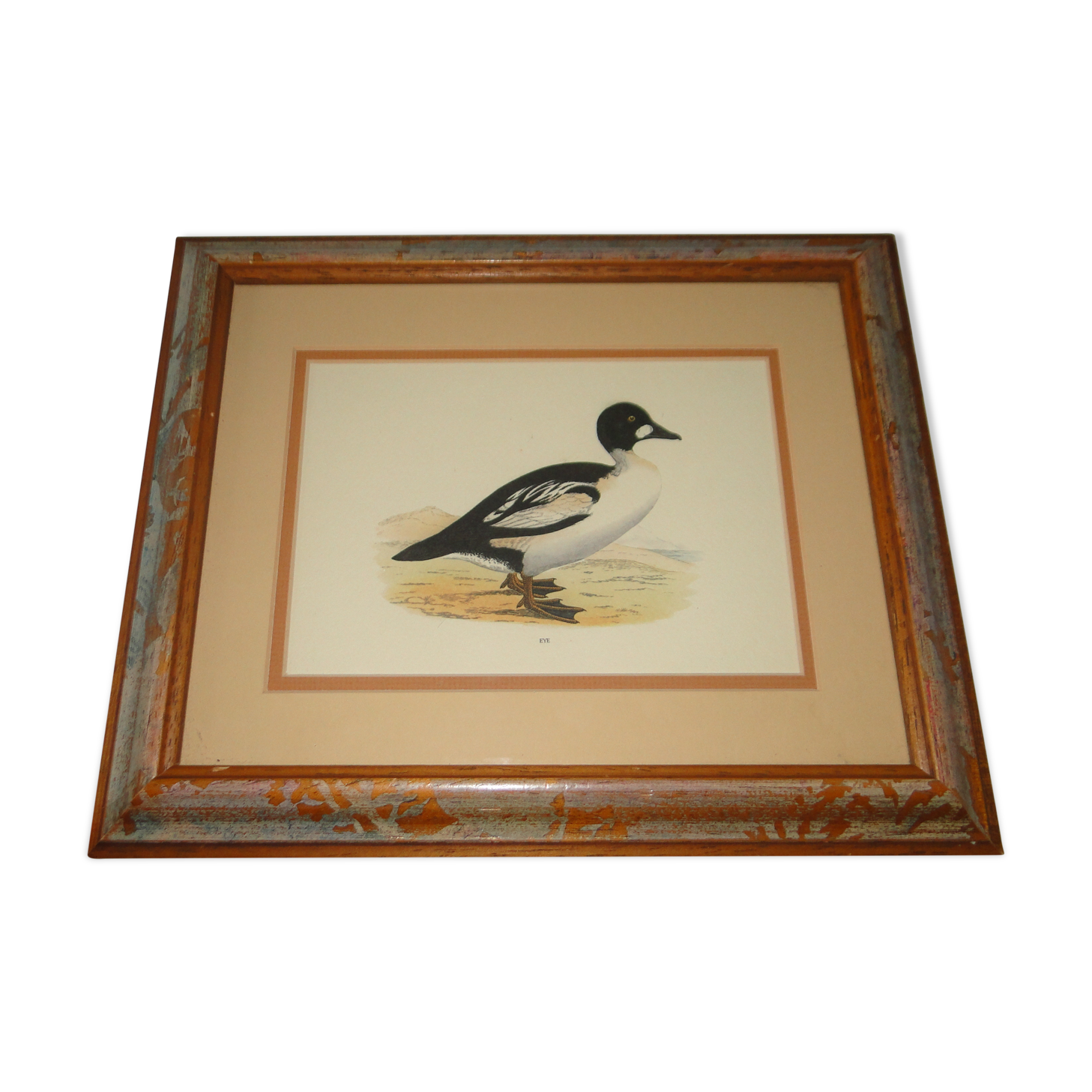 Eider duck painting reproduction old engraving