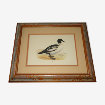 Tableau canard eider duck reproduction gravure ancienne