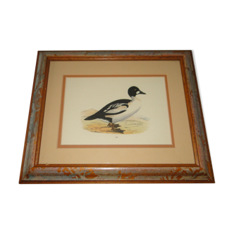 Tableau canard eider duck reproduction gravure ancienne