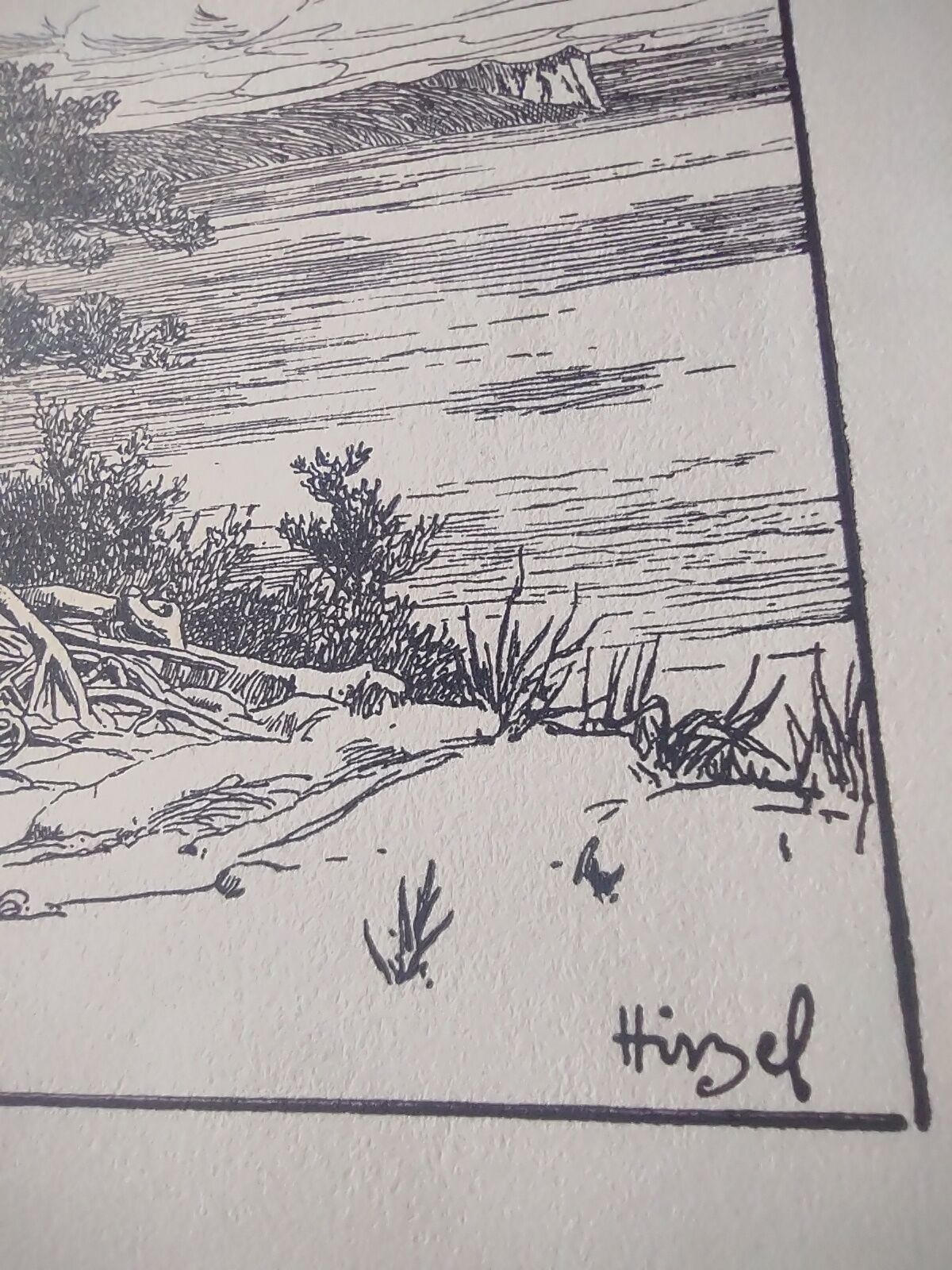 Antique print - Pine, sea and cliff - Lithograph from 1902