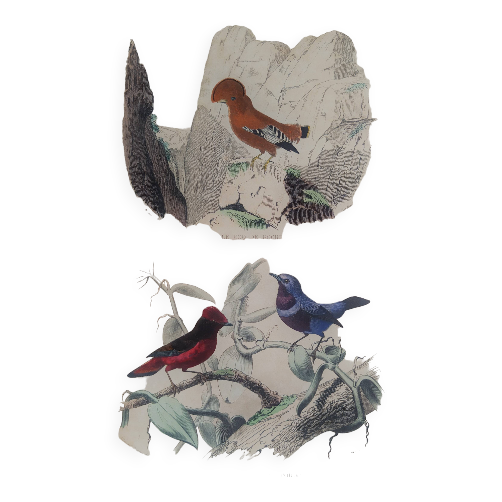 Ornithological Plate Buffon 1838 "Cock of the Rock, Goose & Blue Cordon"