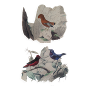 Planche Ornithologique Buffon 1838 "Coq de Roche, Ouette & Cordon Bleu"