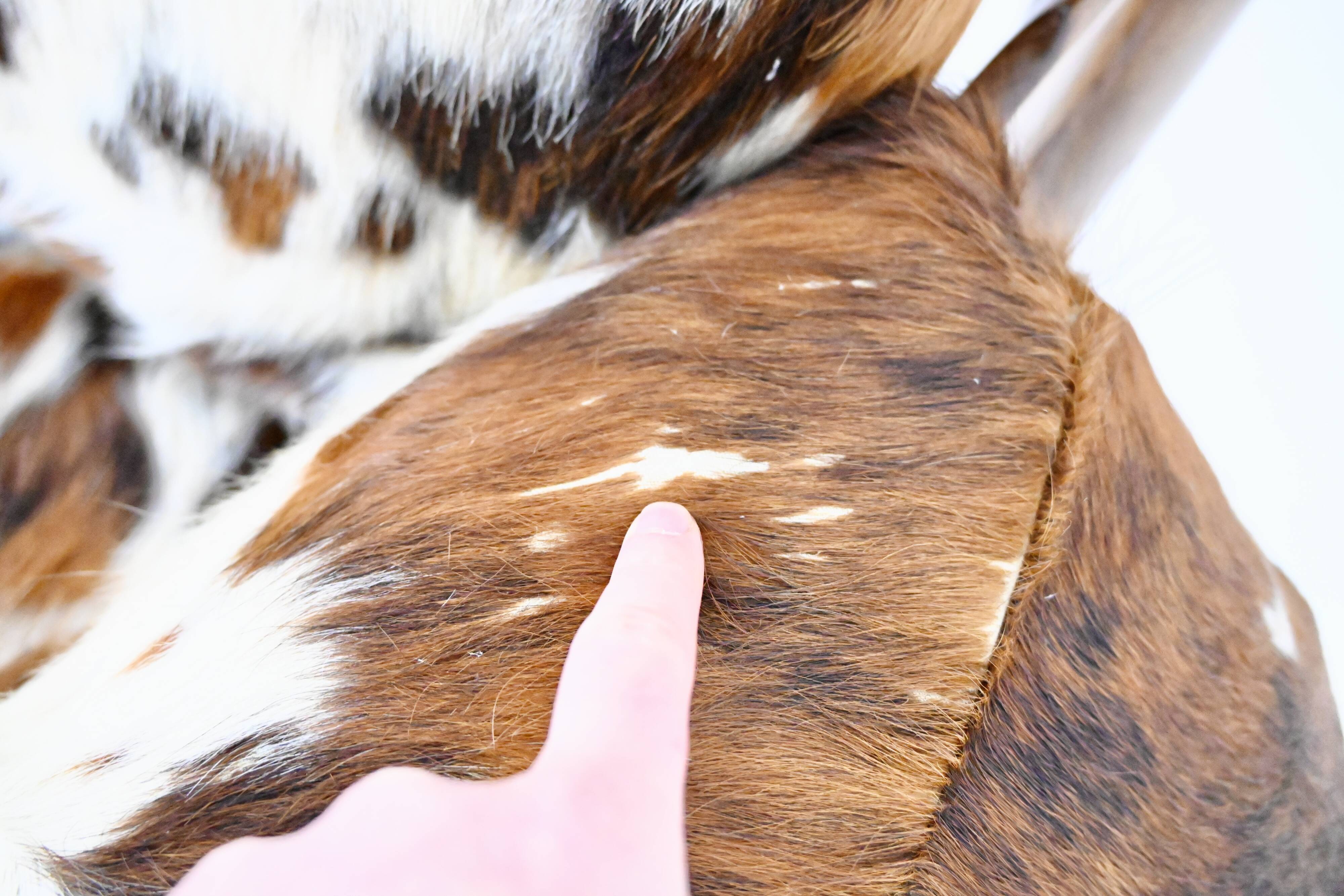 Italian lounge chair, 1970