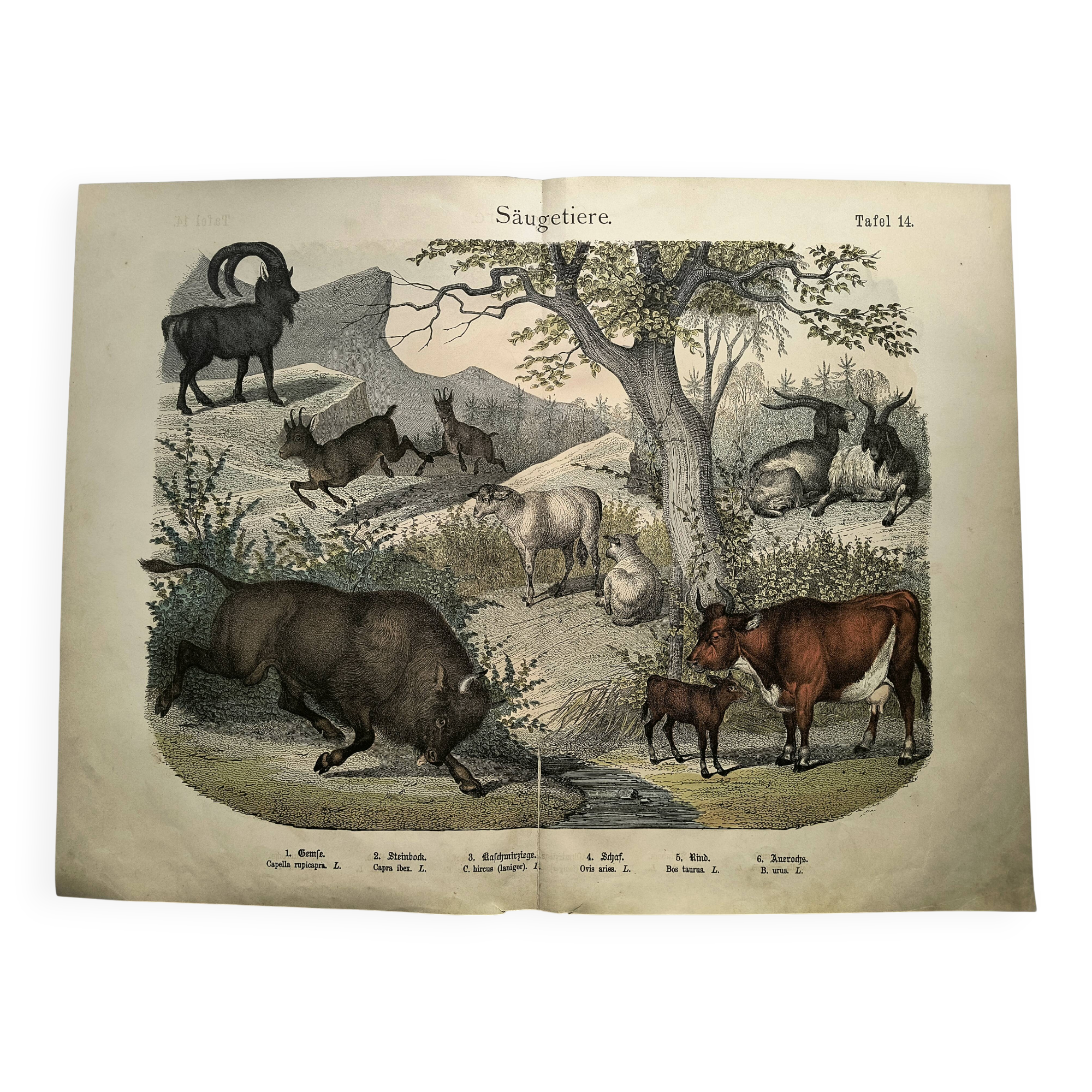 Old engraving from 1886 - Cow, sheep and goat - Lithograph of a farm