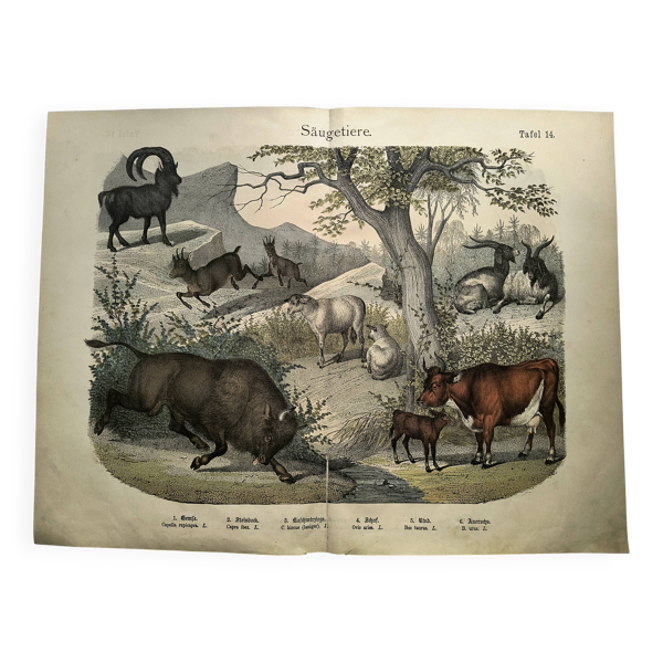 Gravure ancienne de 1886 - Vache, mouton et chèvre - Lithographie ferme — Beyit