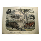 Gravure ancienne de 1886 - Vache, mouton et chèvre - Lithographie ferme