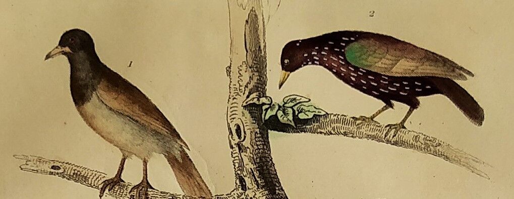 Planche Ornithologique originale " Pique bœuf - Etourneau vulgaire - &c... " Buffon 1836