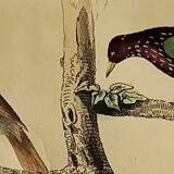 Original Ornithological plate " Pique boeuf - Etourneau vulgaire - &c... " Buffon (1836)
