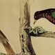 Original ornithological plate "Oxpecker - Common Starling - &c..." Buffon 1836