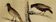 Original ornithological plate "Oxpecker - Common Starling - &c..." Buffon 1836