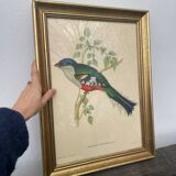 Ornithological engraving golden frame bird