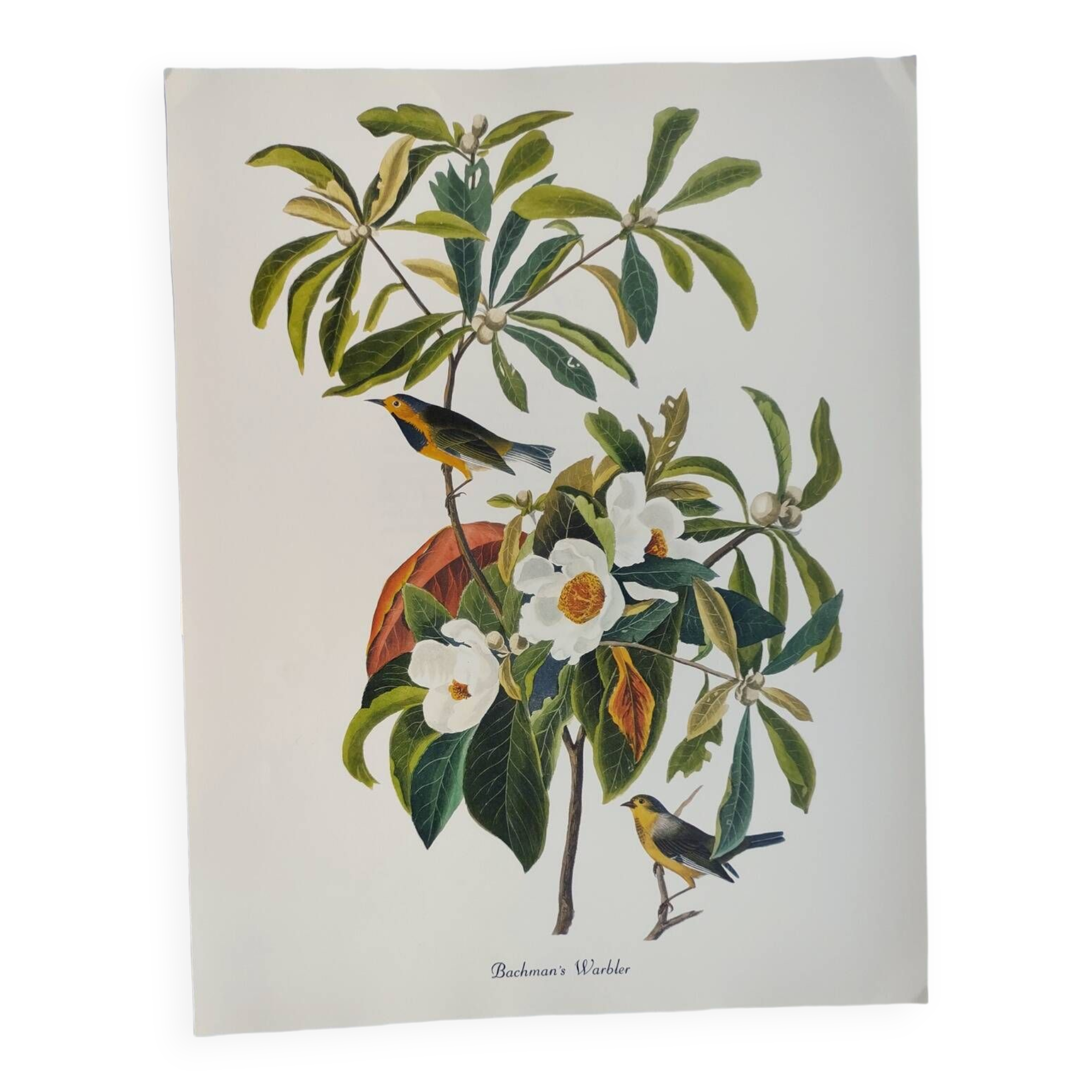 Bird board by JJ Audubon - Bachman's Warbler - 🐦 Zoological and ornithological illustration