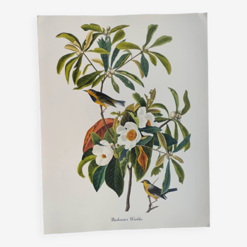 Bird board by JJ Audubon - Bachman's Warbler - 🐦 Zoological and ornithological illustration