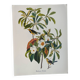Bird board by JJ Audubon - Bachman's Warbler - 🐦 Zoological and ornithological illustration