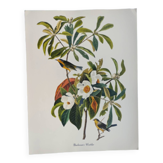 Planche oiseaux de J.J. Audubon - Paruline de Bachman - 🐦 Illustration zoologique et ornithologique