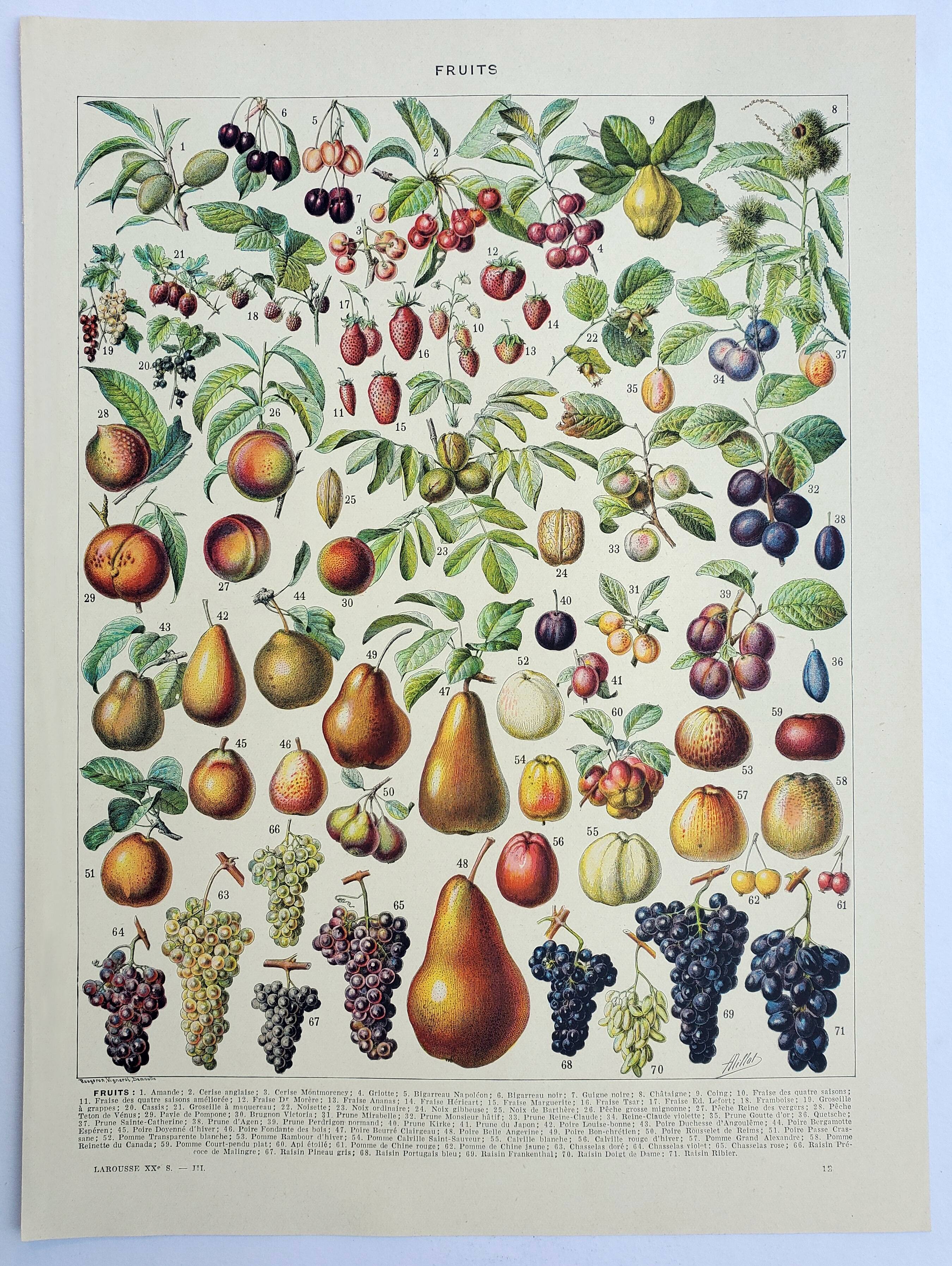 Old engraving 1928, Fruit of our regions, fruit harvest • Lithograph, Original plate