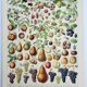 Old engraving 1928, Fruit of our regions, fruit harvest • Lithograph, Original plate