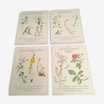 Precious botanical posters herbal