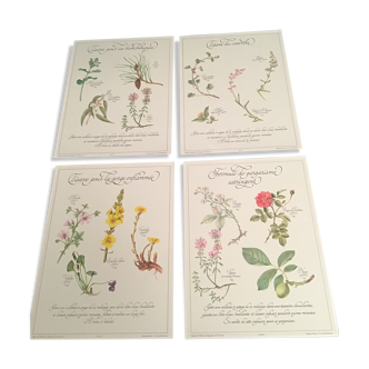 Affiches botaniques précieuses tisanes