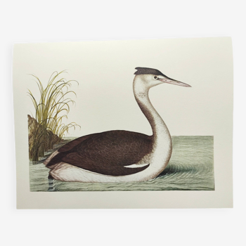Planche ancienne -Grèbe huppé- Illustration zoologie et ornithologie vintage - Oiseau d'eau douce