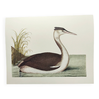 Planche ancienne -Grèbe huppé- Illustration zoologie et ornithologie vintage - Oiseau d'eau douce