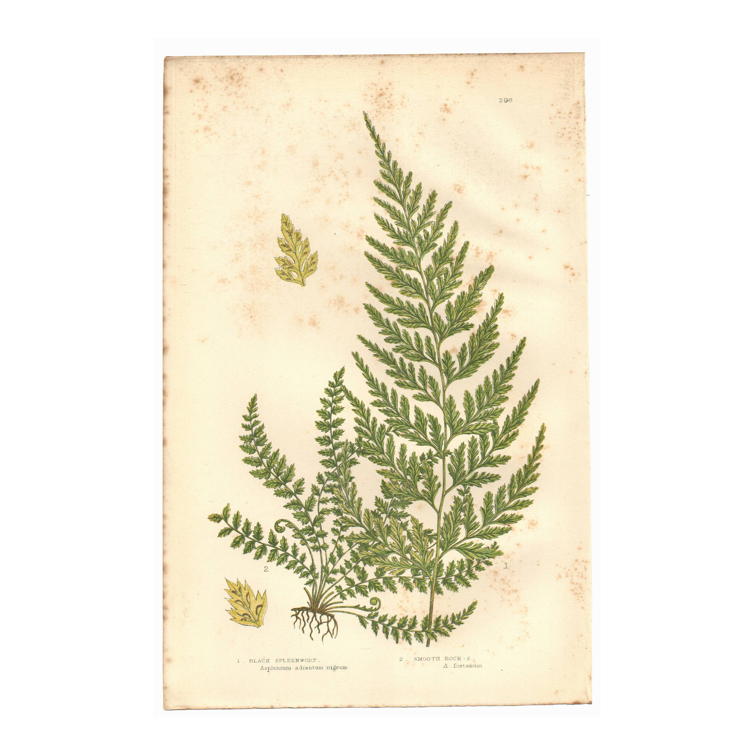 Engraving from 1889 - Fougères fern by A. Pratt - Botanical lithograph