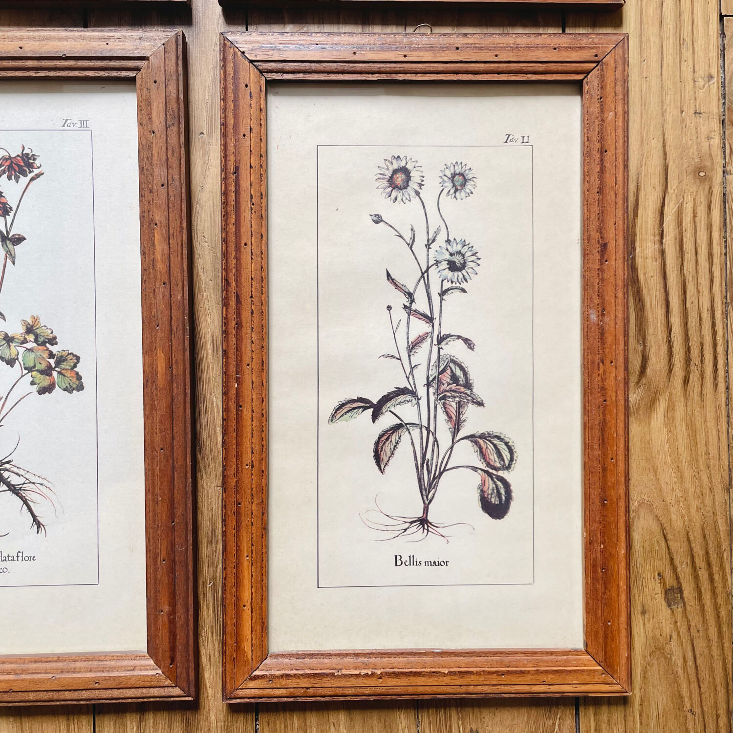 Set of 4 herbarium-type posters