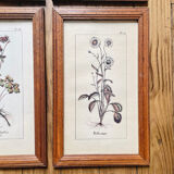 Set of 4 herbarium-type posters