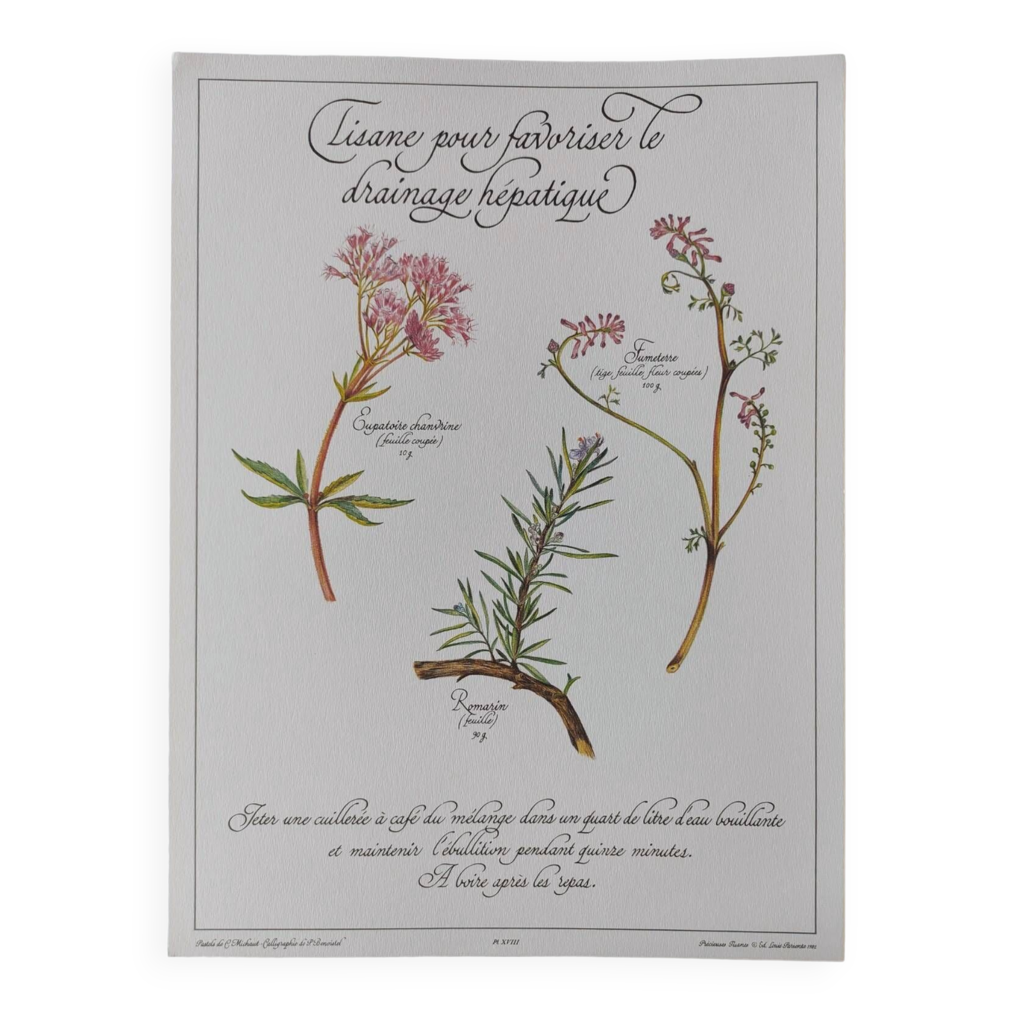 Botanical printing -Herbal tea for drainage- Engraving of medicinal plants and herbs