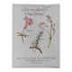 Botanical printing -Herbal tea for drainage- Engraving of medicinal plants and herbs