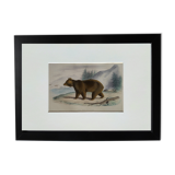 Original zoological plate " brown bear " - buffon 1840