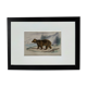 Planche zoologique originale " ours brun " - buffon 1840