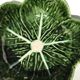 2 bowls slurry cabbage