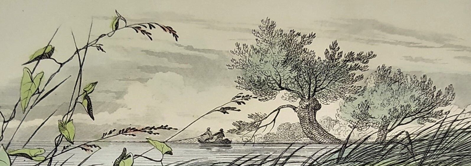 Original zoological plate of 1839 " le barbeau, la carpe,.....