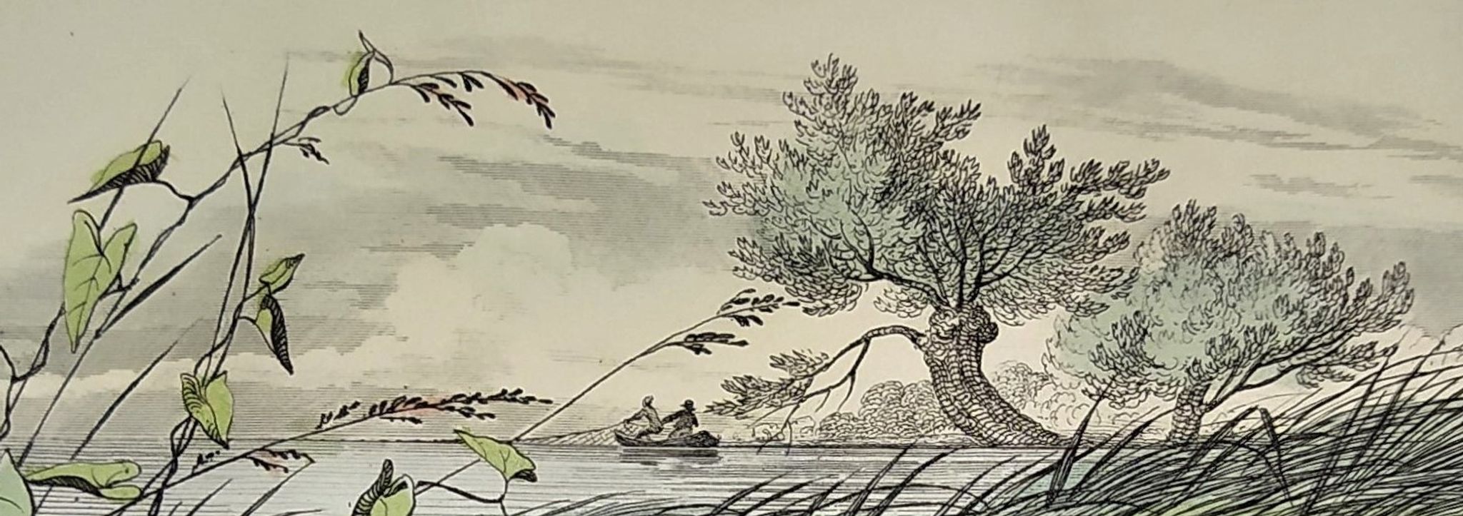 Original zoological plate of 1839 " le barbeau, la carpe,.....