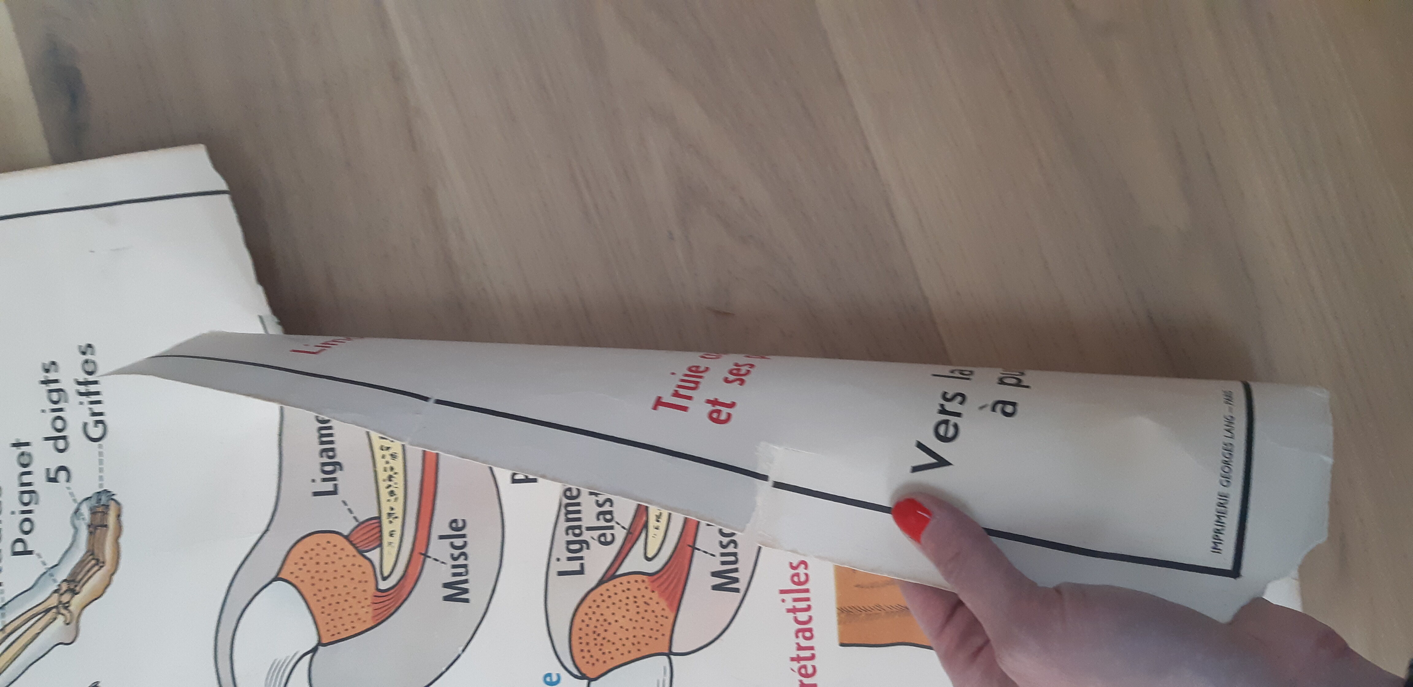 School poster pig and cat