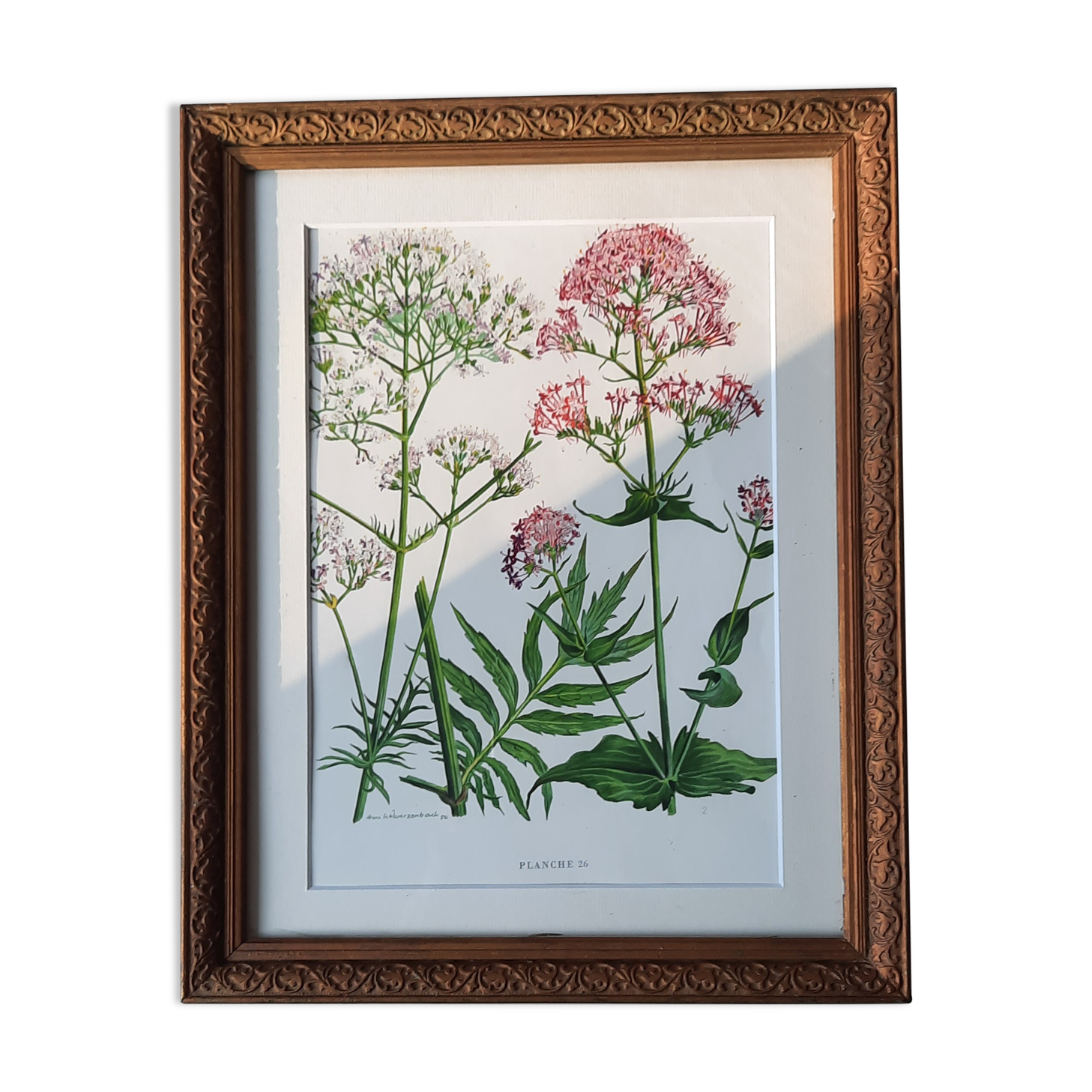 Old frame with botanical board