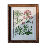 Old frame with botanical board