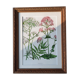 Old frame with botanical board