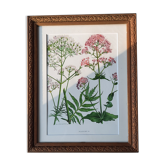 Old frame with botanical board