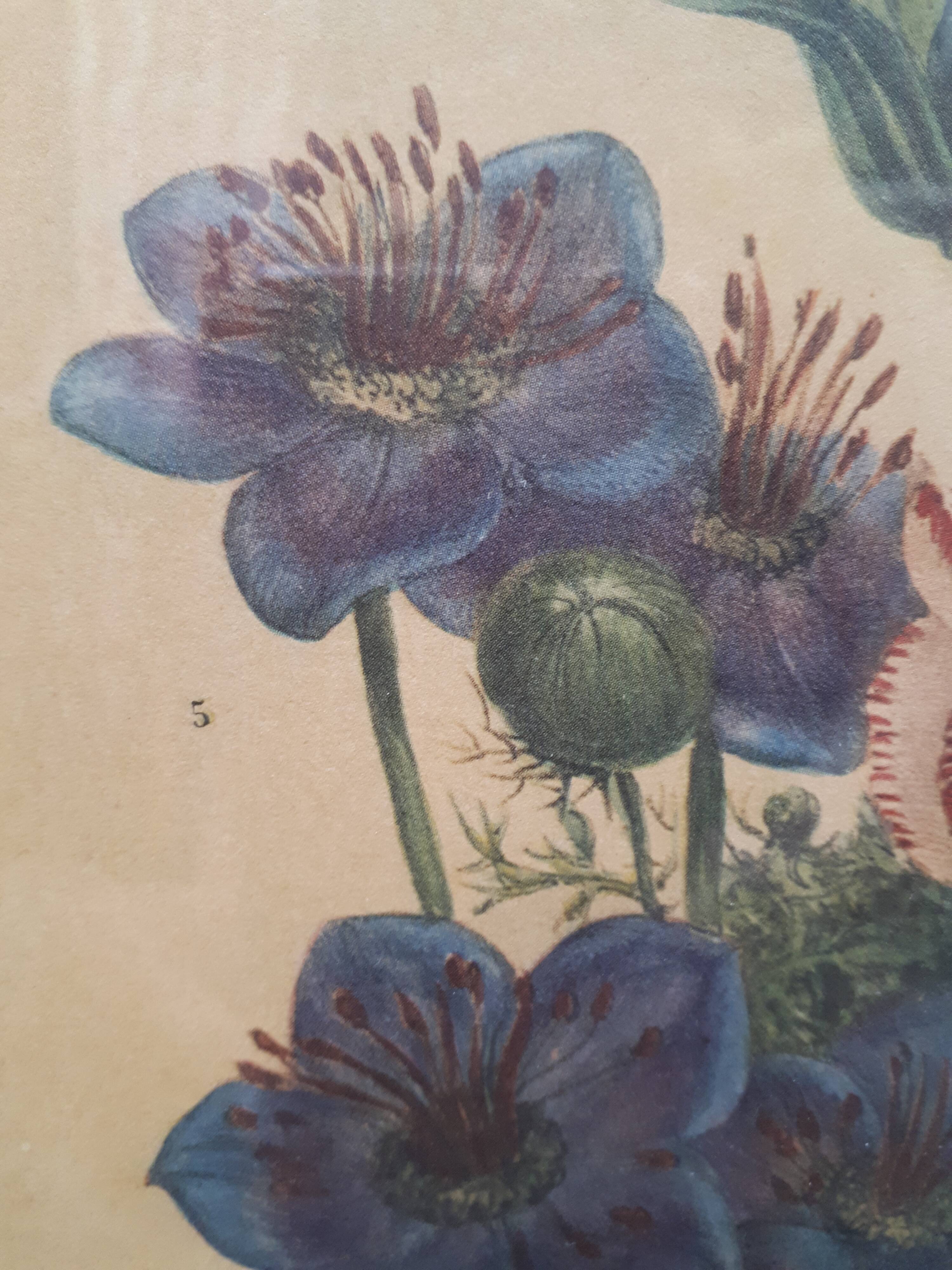 Poster ancient botanical flowers