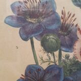 Poster ancient botanical flowers