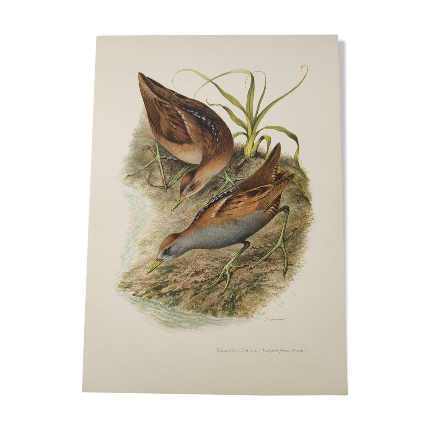 Planche oiseaux Années 1960 - Marouette Poussin - Illustration zoologique et ornithologique vintage