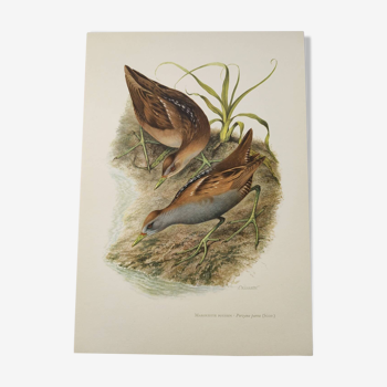 Bird board 1960s - Marouette Chick - Vintage zoological and ornithological illustration