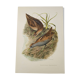 Bird board 1960s - Marouette Chick - Vintage zoological and ornithological illustration