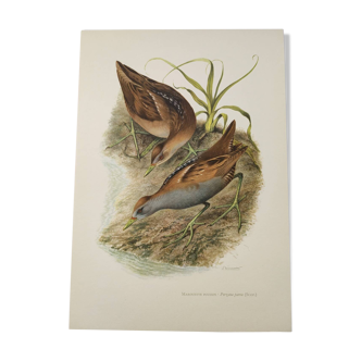 Planche oiseaux Années 1960 - Marouette Poussin - Illustration zoologique et ornithologique vintage