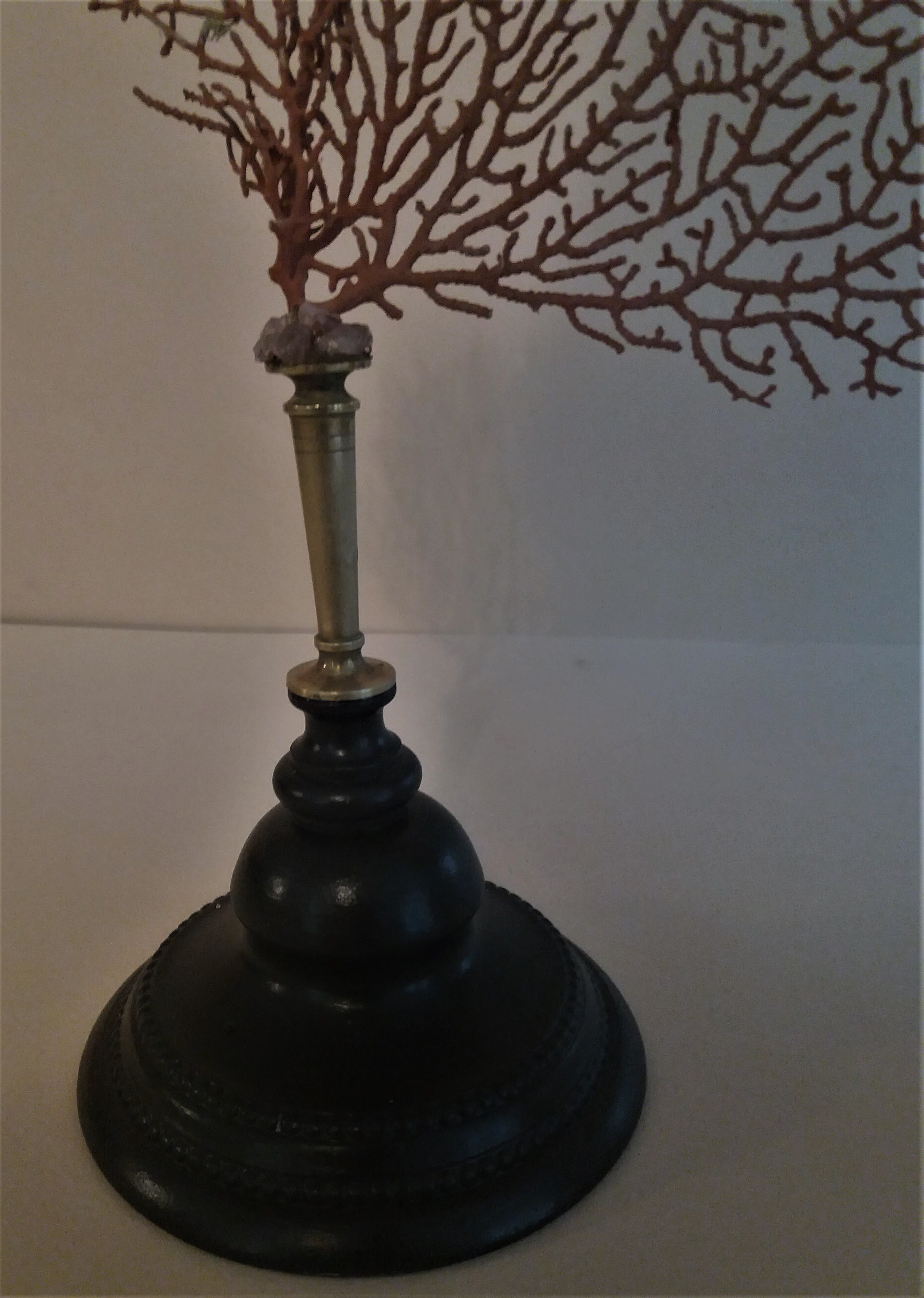 Red coral paramuricea clavata